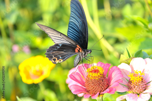 Dark blue butterfly standing and collecting nectar from pink daisy flower
