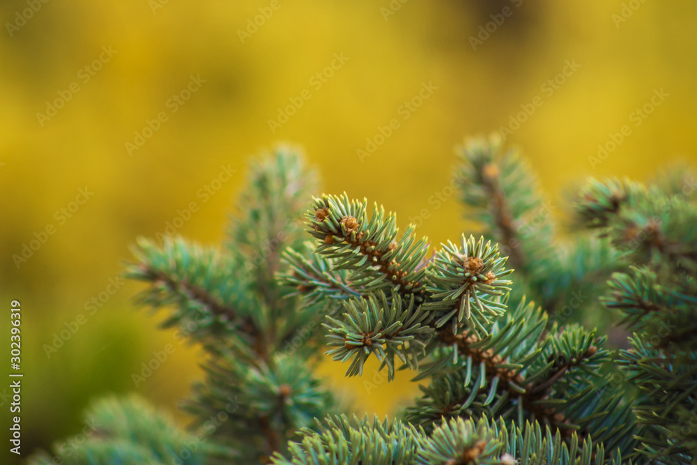 Cyan spruce needles on branch yellow bokeh background spring