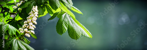 Blossoming chestnut tree in spring detail. Beautiful green twig or leaves and flowers with blur bokeh background wide banner or panorama. photo