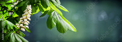 Photos Blossoming chestnut tree in spring detail