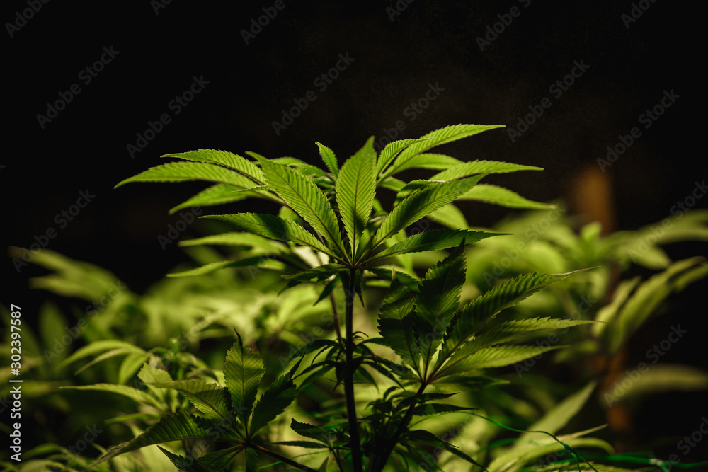 Obraz premium The leaves of hemp closeup. Growing marijuana under artificial light lamp