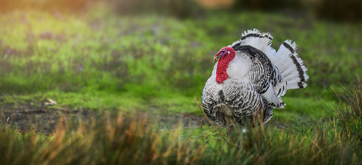 Beautiful domestic turkey bird with red head in sunny background on fresh green meadow.