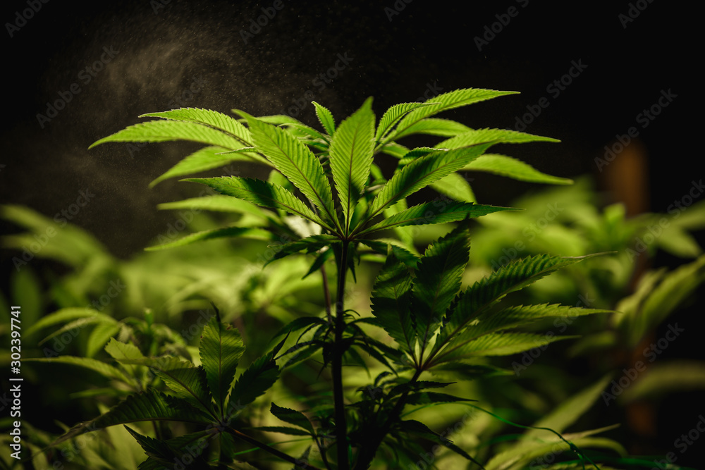Marijuana leaves close up with water splashing over them. Care and watering of cannabis plants, growing independently Marijuana leaves close up with water splashing over them. Care and watering of cannabis plants, growing independently