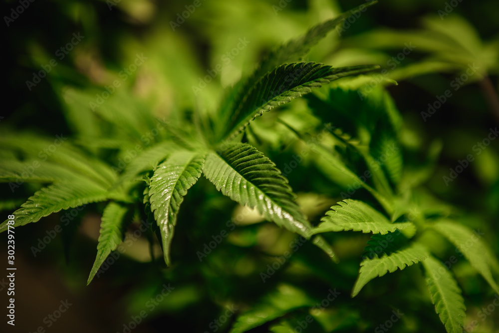 The leaves of hemp closeup. Growing marijuana under artificial light lamp The leaves of hemp closeup. Growing marijuana under artificial light lamp