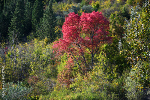 red trees in autumn in the Tuscan countryside. Italy