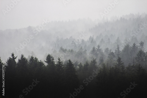 mgla-w-lesie-podczas-deszczowej-pogody