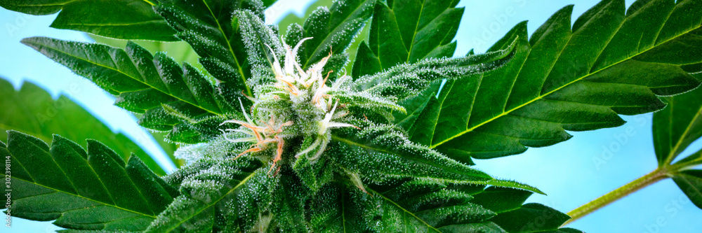 A panorama of a flowering cannabis bud right before harvest, with yellow stigmas and white trichomes on leaves, a close-up macro shot - obrazy, fototapety, plakaty 