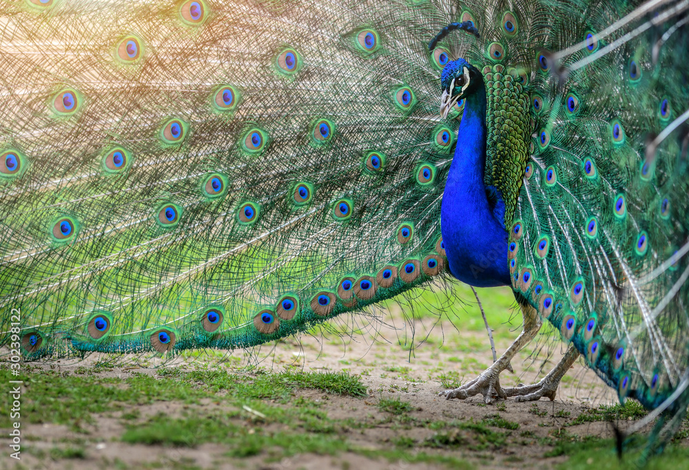 Fototapeta premium Male Peacock beautiful bird on green grass.