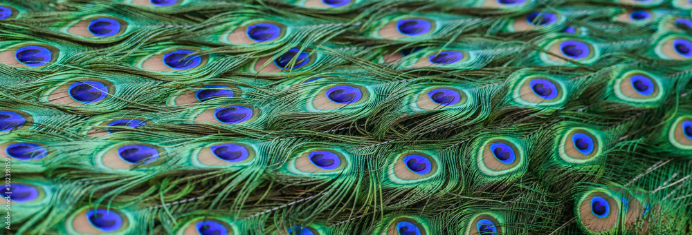 Obraz premium Peacock feathers in detail. Texture or background Colorful and Artistic photo.