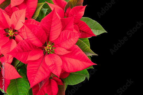 Poinsettia  Christmas flower  on a black background with copy space