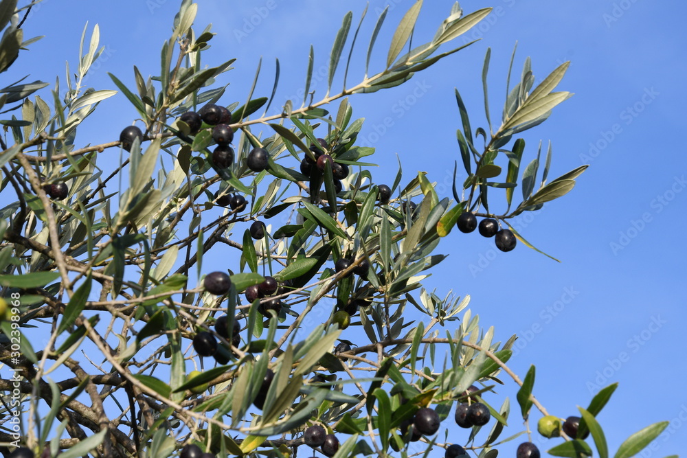 Olives on the branch in Tuscany before harvesting. Italy. Olives on the branch in Tuscany before harvesting. Italy.