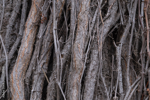 Texture of interwoven trunks and branches of ivy © Valiantsina