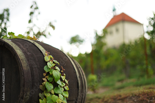 Historic wooden wine cask covered in ivy in vineyard