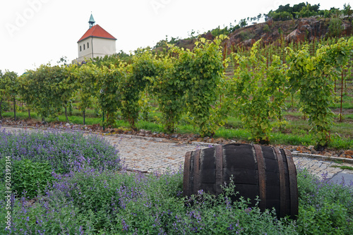 Historic wooden wine cask in vineyard and beautiful chapel on background