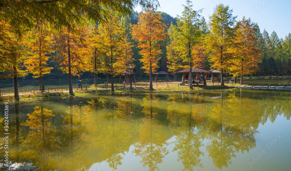 Fototapeta premium 호수에 비치는 메타세콰이아 가로수길