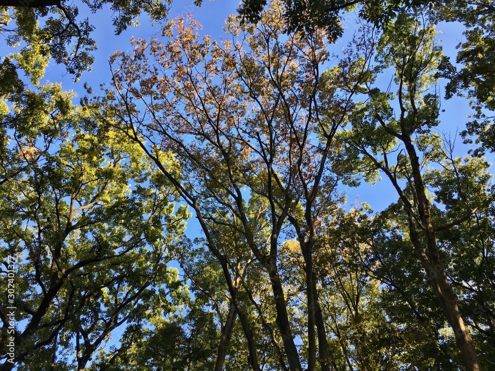 Look up at the park. The autumn sky is refreshing.