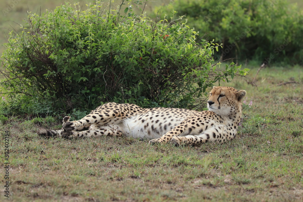 Naklejka premium Cheetah resting in the african savannah.