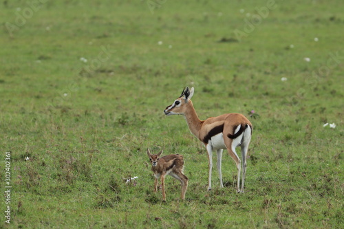 Thomson's gazelle mom and calf.