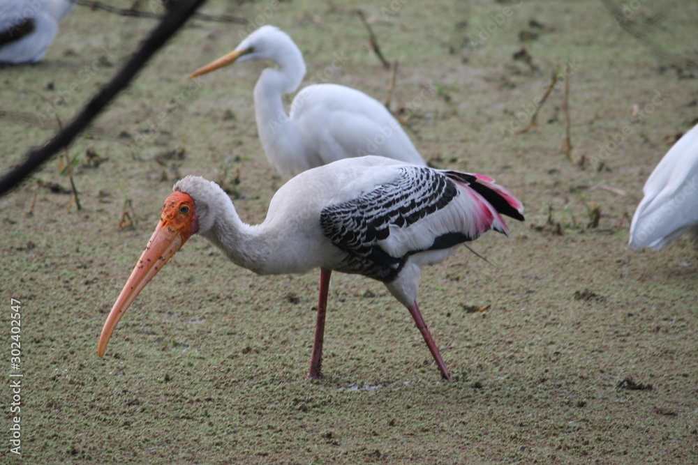 Fototapeta premium Migratory birds hunt for there food