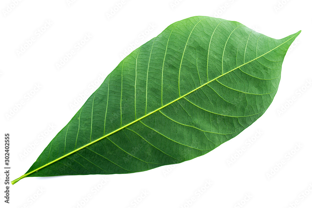 Green leaves isolated on a white background, rubber leaves in Thailand.