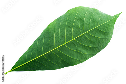 Green leaves isolated on a white background, rubber leaves in Thailand.