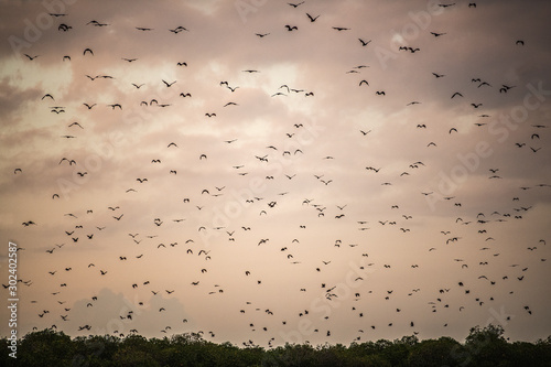 A flock of fruit bats in the sunset sky. The small flying fox, island flying fox or variable flying fox (Pteropus hypomelanus), fruit bat . Fox bat flying in the sunset sky. photo