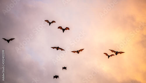 A flock of fruit bats in the sunset sky. The small flying fox, island flying fox or variable flying fox (Pteropus hypomelanus), fruit bat . Fox bat flying in the sunset sky. photo