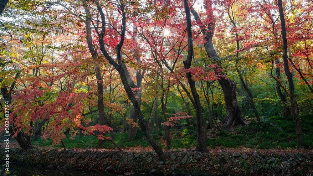 단풍이 아름다운 가을 길 Stock 写真 | Adobe Stock