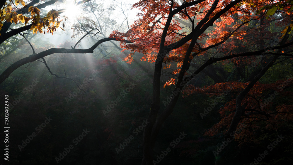 단풍이 아름다운 가을 길 Stock-Foto | Adobe Stock
