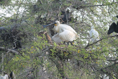 Migratory birds with there family