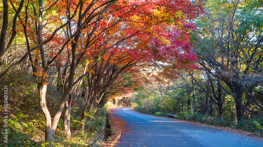 Foto Stock 단풍이 아름다운 가을 길 | Adobe Stock