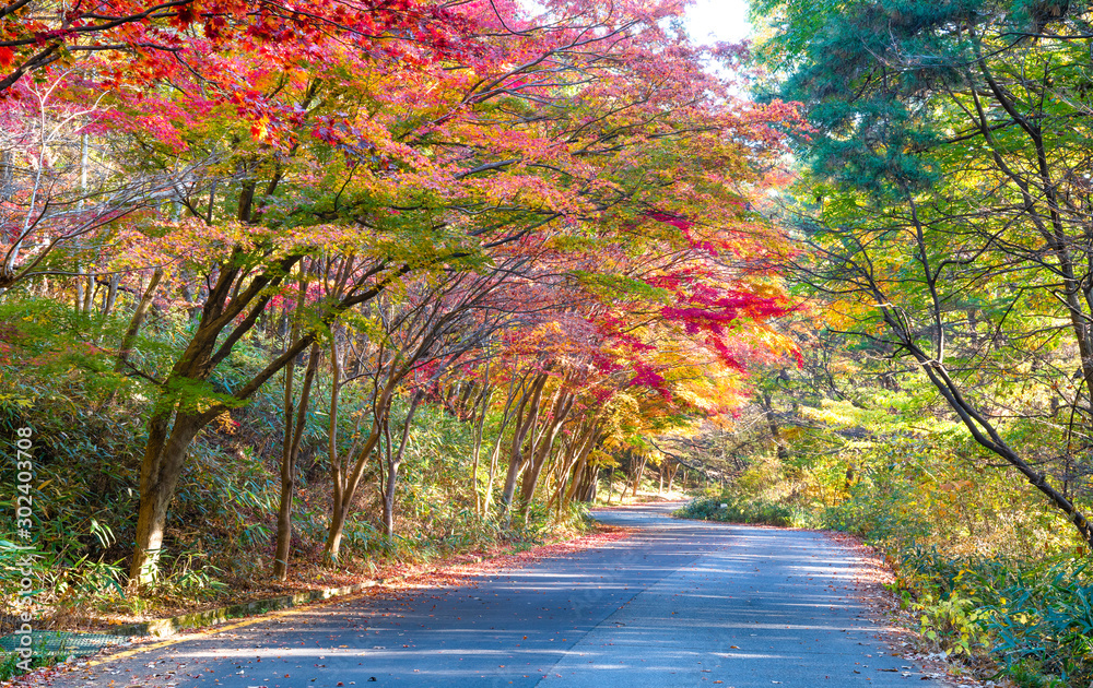 단풍이 아름다운 가을 길 Stock Photo | Adobe Stock