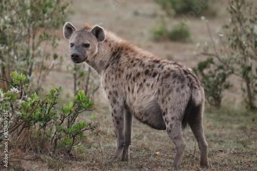 Female spotted hyena.