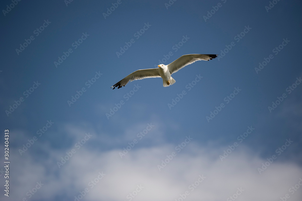 Obraz premium gaviota