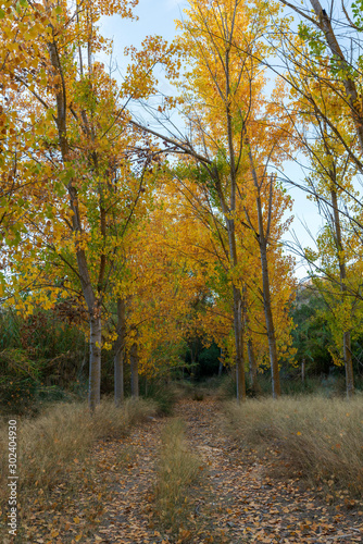 Trees with orange autumn tone