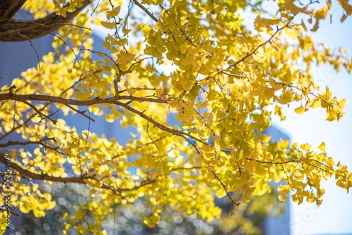 紅葉したイチョウの木