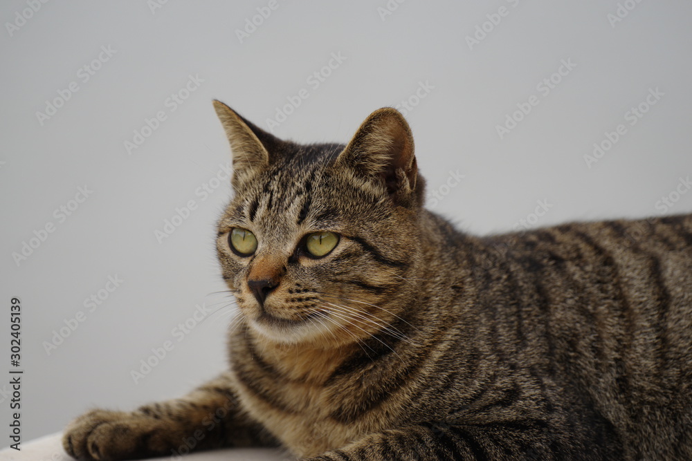 リラックスした猫ちゃん リラックスした猫ちゃん