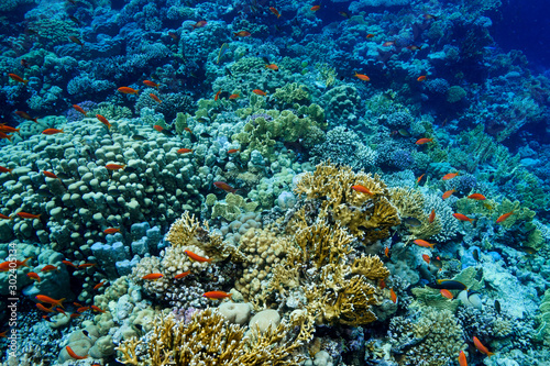 Coral Reef at the Red Sea Egypt