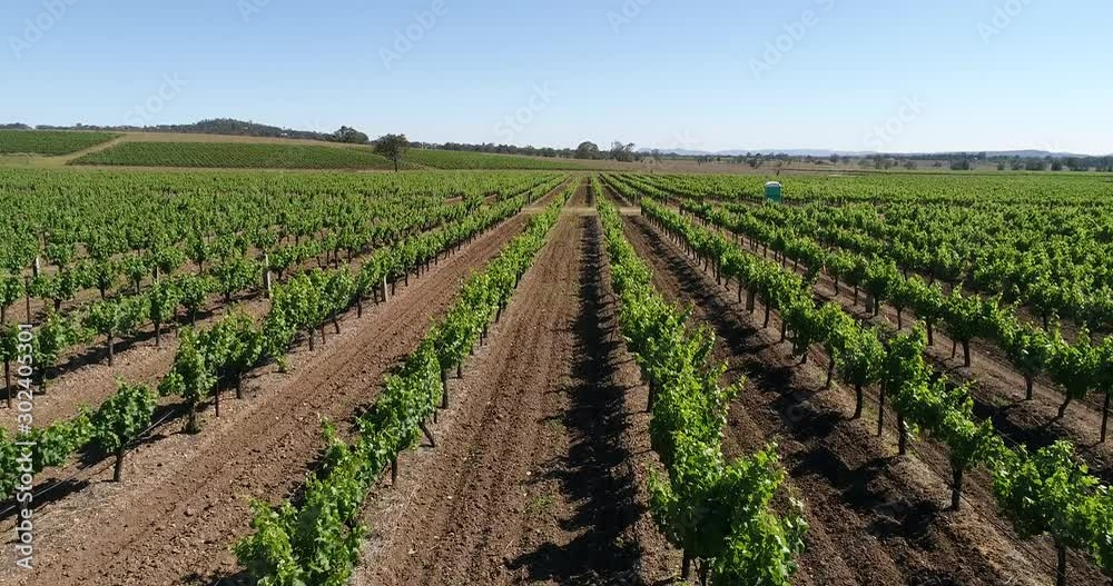 Fresh green vine plants in sprintime season on cultivated vineyard in Hunter valley of Australia – low flying over rows on a farm. Fresh green vine plants in sprintime season on cultivated vineyard in Hunter valley of Australia – low flying over rows on a farm.