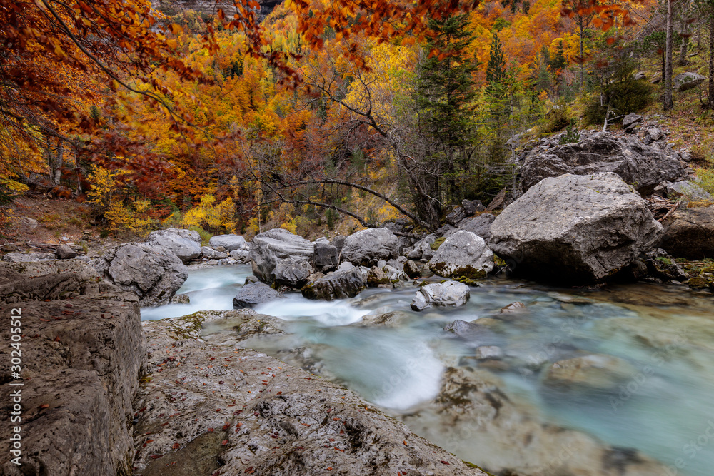 tree with orange leaves on a stone floor next to a river in an autumnal forest tree with orange leaves on a stone floor next to a river in an autumnal forest