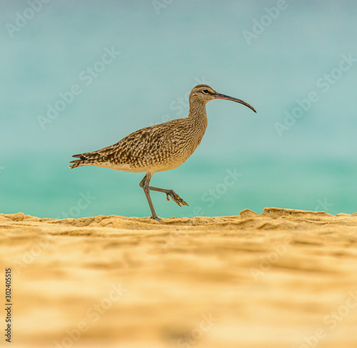 curlew on the beach