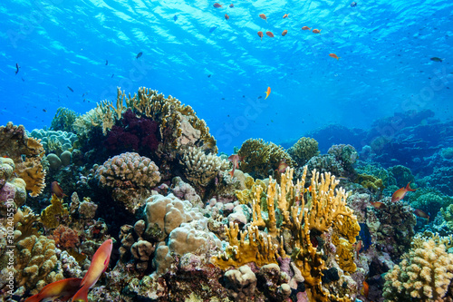 Fototapeta Naklejka Na Ścianę i Meble -  Coral Reef at the Red Sea Egypt
