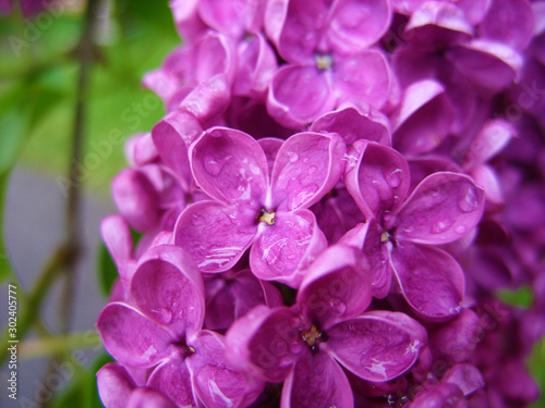Purple lilac © Violetta Korolkova 