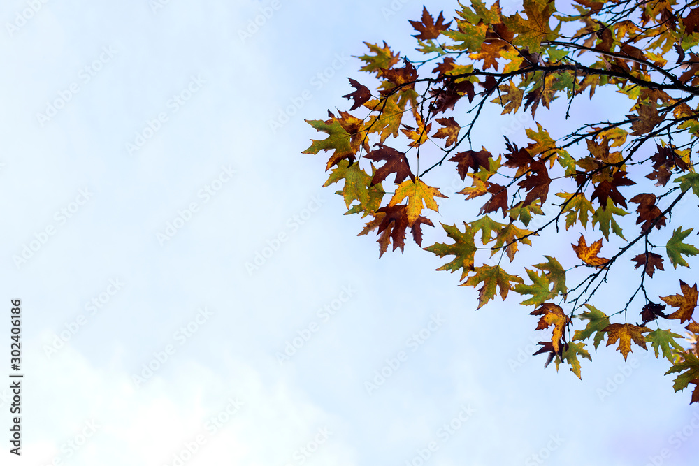 Evening Autumn Japanese Maple Leaves Evening Autumn Japanese Maple Leaves