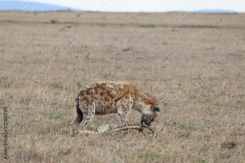 Spotted hyena feeding on old bones.