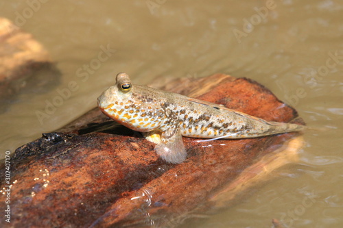 Close up mudskipper fish,Amphibious fish standing on a tree branch at mangrove forest photo