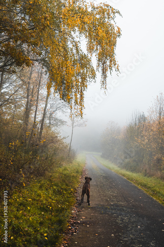 Boxer Hund auf einer geteerten Straße  im Nebel im Herbst