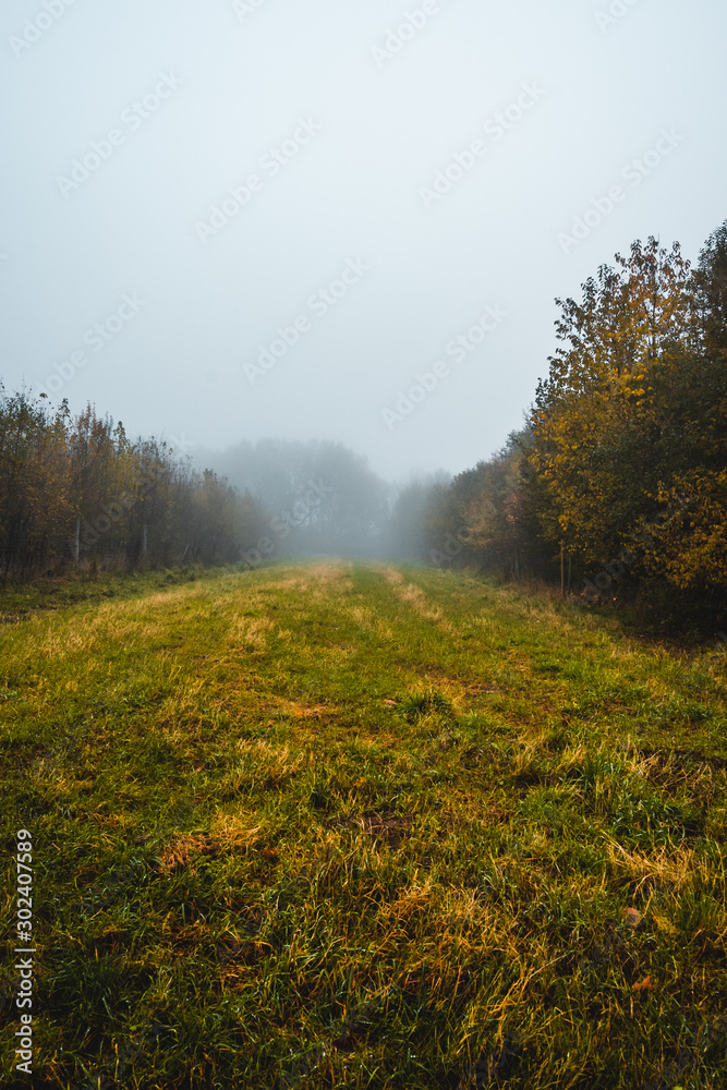 herbstliche Lichtung in einem Mischwald in Deutschland im Nebel