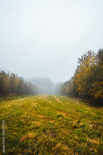 herbstliche Lichtung in einem Mischwald in Deutschland im Nebel