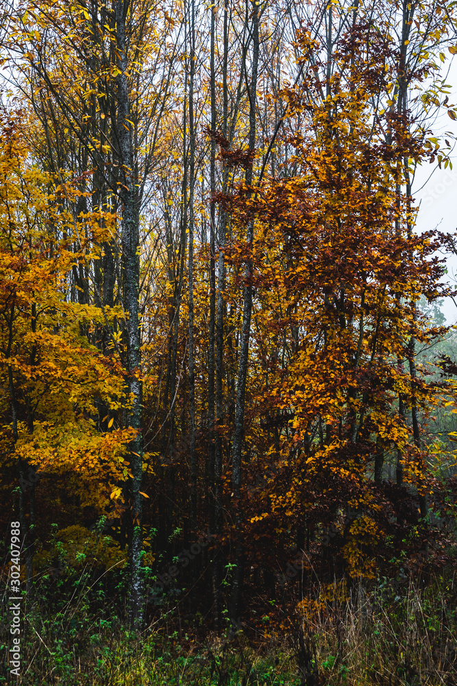 herbstlicher Wald mit Laubbäumen